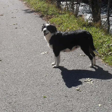 Haus Bruegga Daire Brand (Vorarlberg)