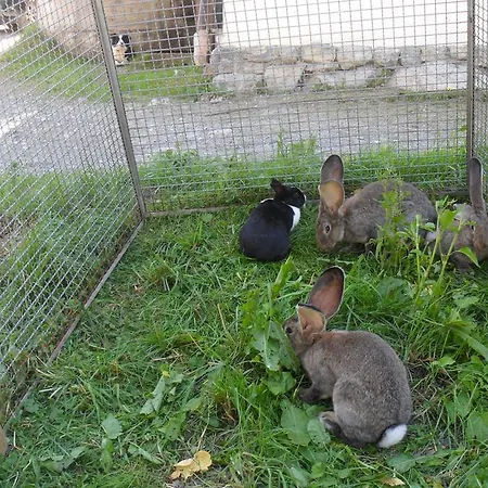 Daire Haus Bruegga Brand (Vorarlberg)